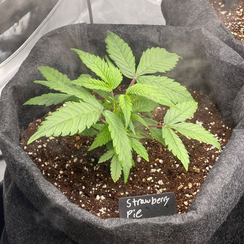 Strawberry Pie growlog timeline photo
