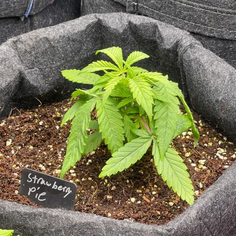 Strawberry Pie growlog timeline photo