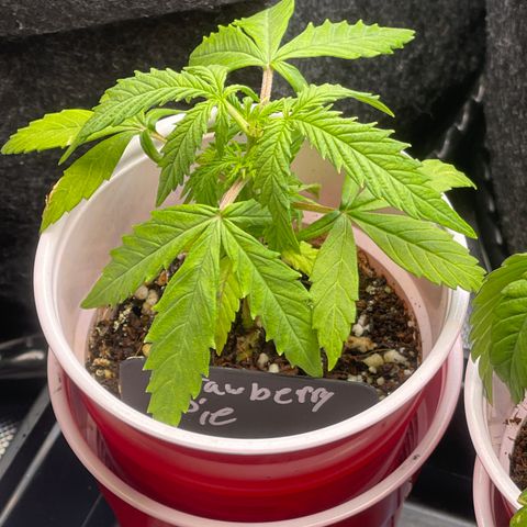 Strawberry Pie growlog timeline photo