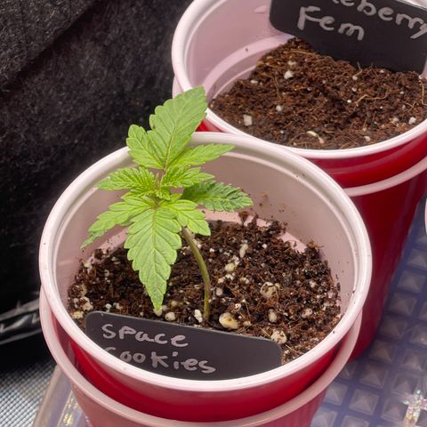 Space Cookies growlog timeline photo
