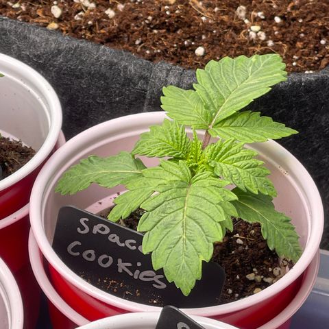 Space Cookies growlog timeline photo