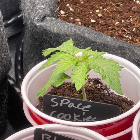 Space Cookies growlog timeline photo