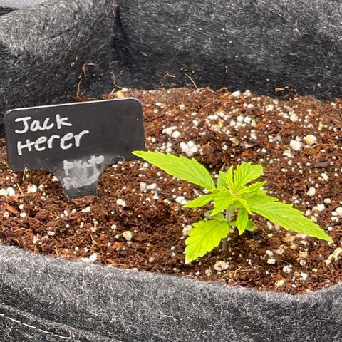 Jack Herer Auto growlog timeline photo