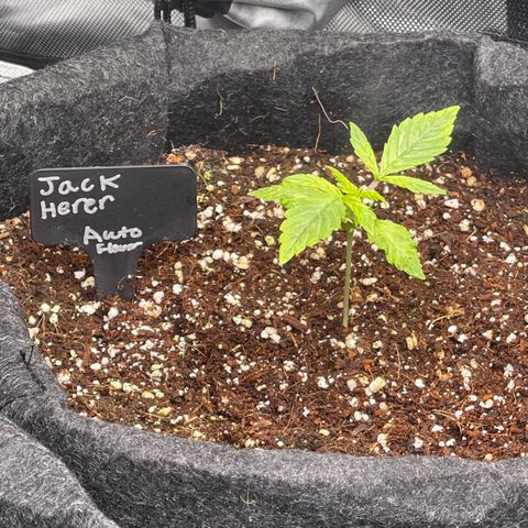 Jack Herer Auto growlog timeline photo