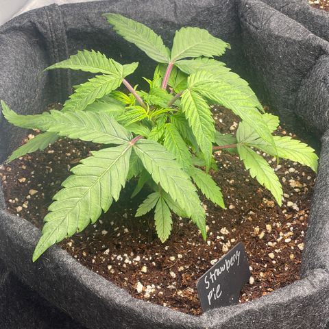 Strawberry Pie growlog timeline photo