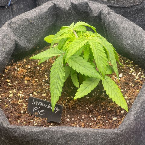 Strawberry Pie growlog timeline photo