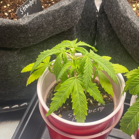 Strawberry Pie growlog timeline photo