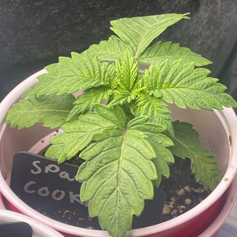 Space Cookies growlog timeline photo