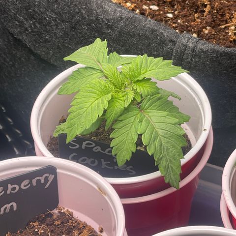 Space Cookies growlog timeline photo