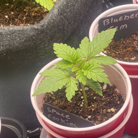 Space Cookies growlog timeline photo