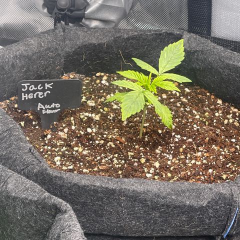 Jack Herer Auto growlog timeline photo