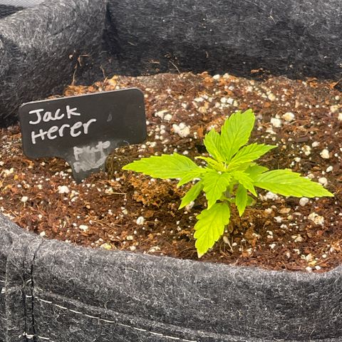 Jack Herer Auto growlog timeline photo