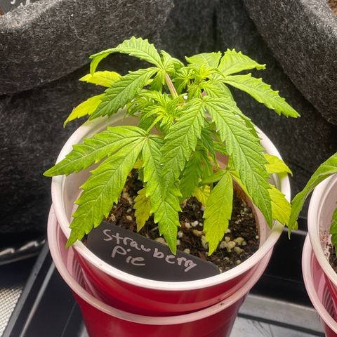 Strawberry Pie growlog timeline photo