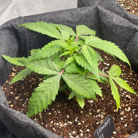 Strawberry Pie growlog timeline photo
