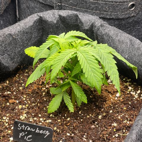 Strawberry Pie growlog timeline photo