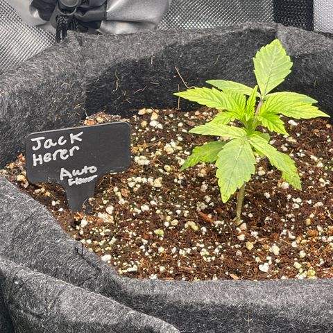 Jack Herer Auto growlog timeline photo