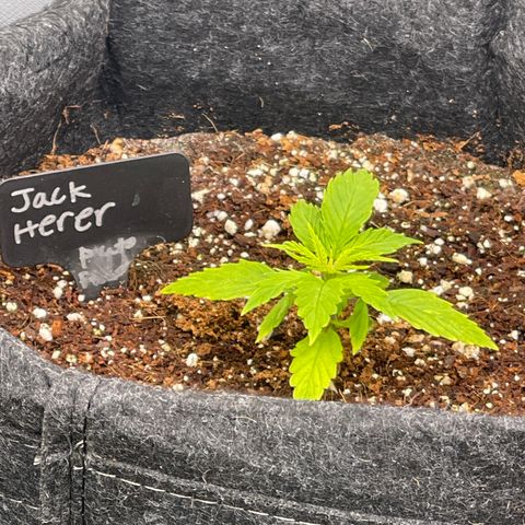 Jack Herer Auto growlog timeline photo