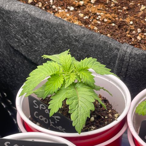Space Cookies growlog timeline photo