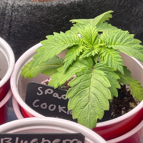 Space Cookies growlog timeline photo