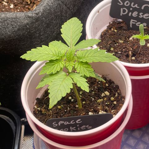 Space Cookies growlog timeline photo