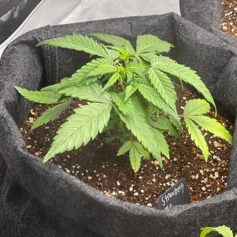 Strawberry Pie growlog timeline photo