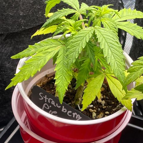 Strawberry Pie growlog timeline photo