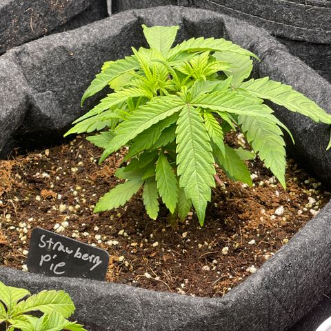 Strawberry Pie growlog timeline photo