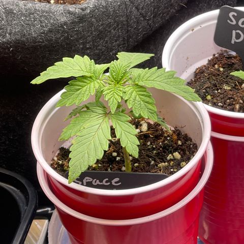 Space Cookies growlog timeline photo