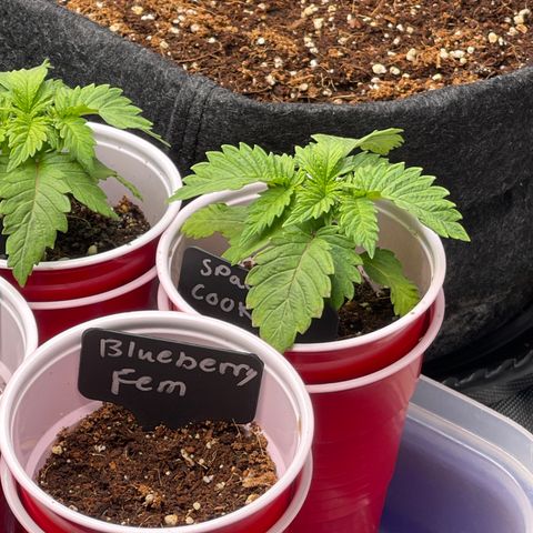 Space Cookies growlog timeline photo
