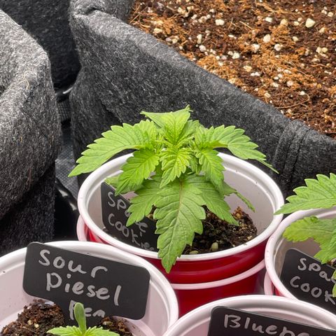 Space Cookies growlog timeline photo