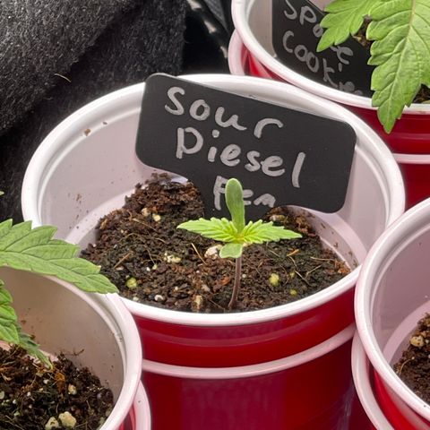 Sour Diesel #2 growlog timeline photo