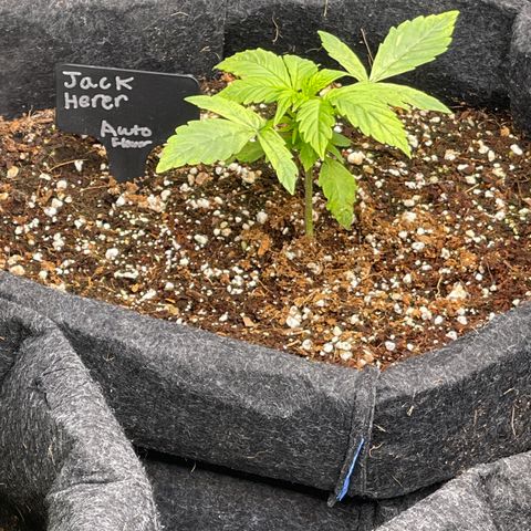 Jack Herer Auto growlog timeline photo