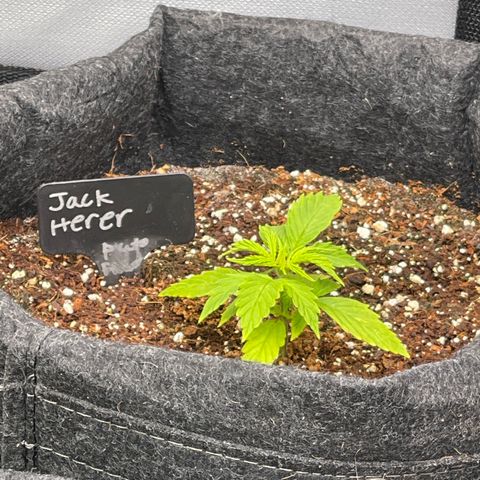 Jack Herer Auto growlog timeline photo
