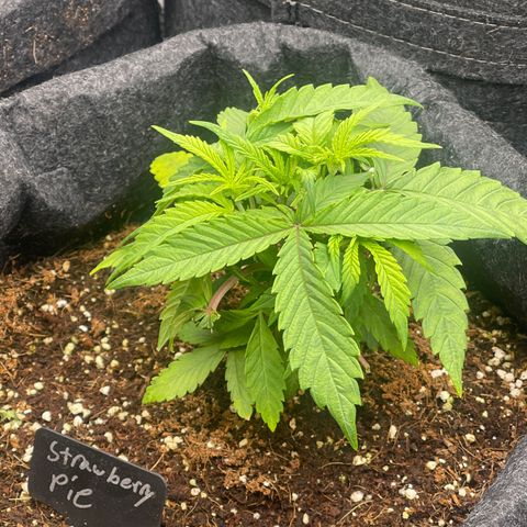 Strawberry Pie growlog timeline photo