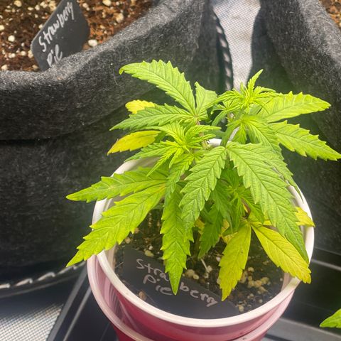 Strawberry Pie growlog timeline photo