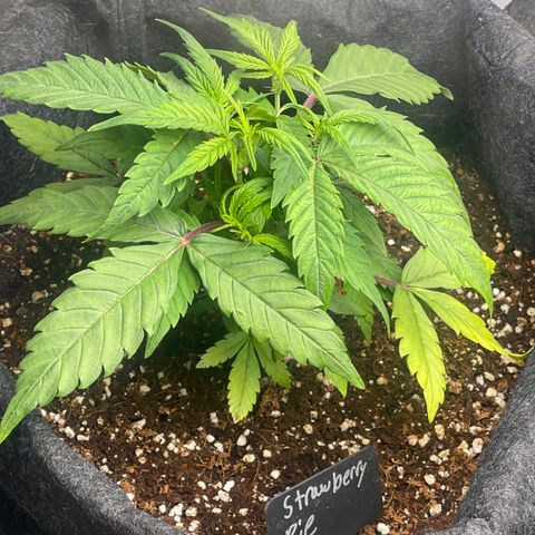 Strawberry Pie growlog timeline photo