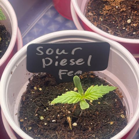 Sour Diesel #2 growlog timeline photo