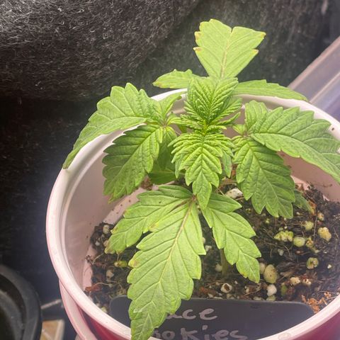Space Cookies growlog timeline photo