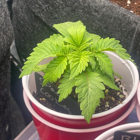 Space Cookies growlog timeline photo