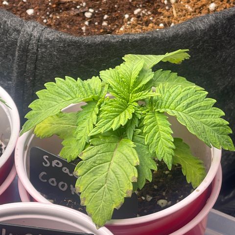 Space Cookies growlog timeline photo