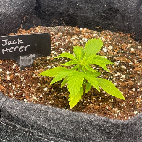 Jack Herer Auto growlog timeline photo