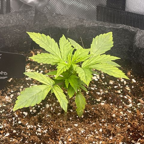 Jack Herer Auto growlog timeline photo