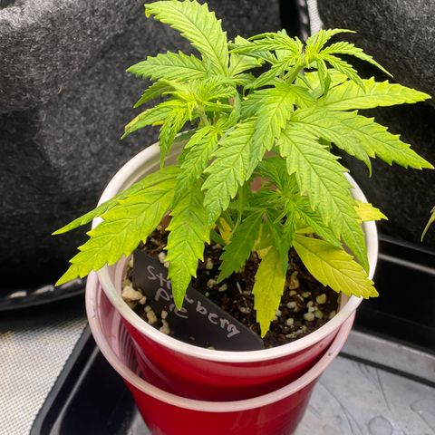 Strawberry Pie growlog timeline photo