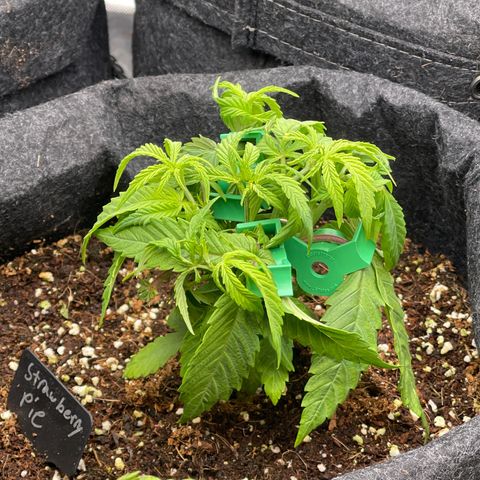 Strawberry Pie growlog timeline photo