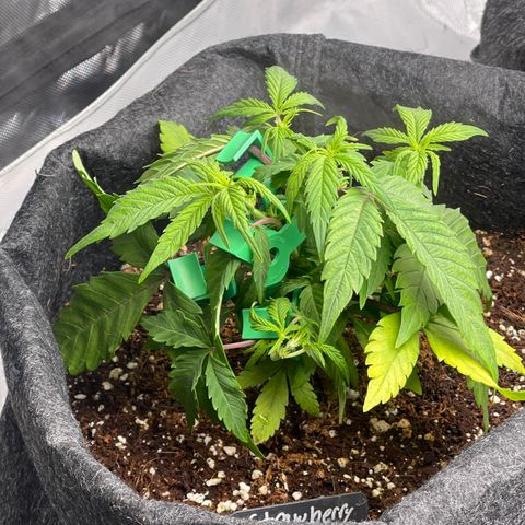 Strawberry Pie growlog timeline photo