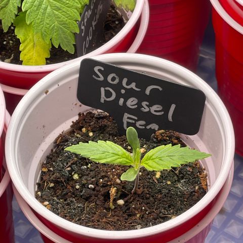Sour Diesel #2 growlog timeline photo