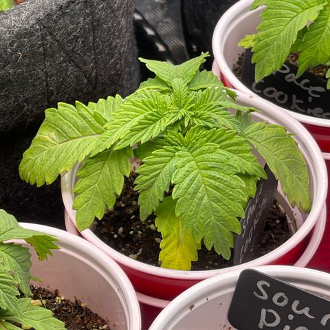 Space Cookies growlog timeline photo