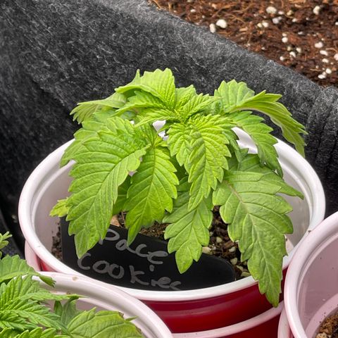 Space Cookies growlog timeline photo
