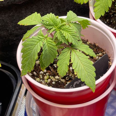 Space Cookies growlog timeline photo