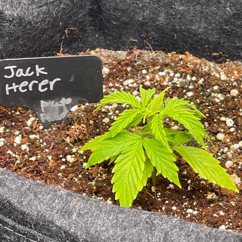 Jack Herer Auto growlog timeline photo